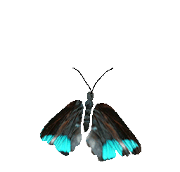 butterfly5animation.gif - 95559 Bytes