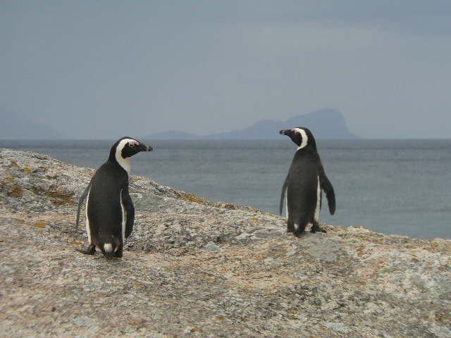 penguins1.jpg - 36981 Bytes
