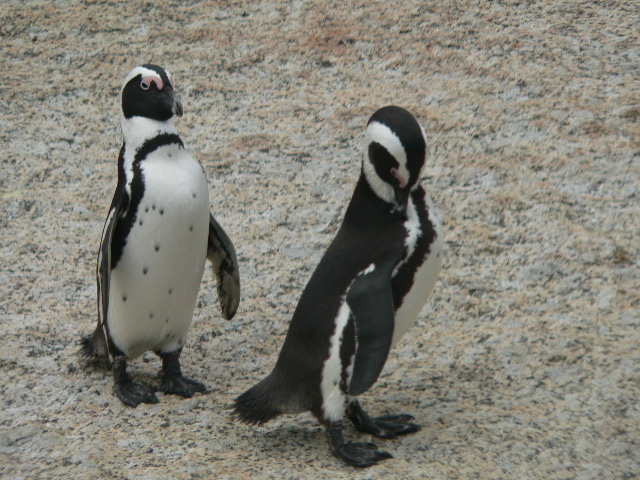 penguins5.jpg
