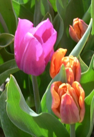  tulips.jpg - 39206 Bytes